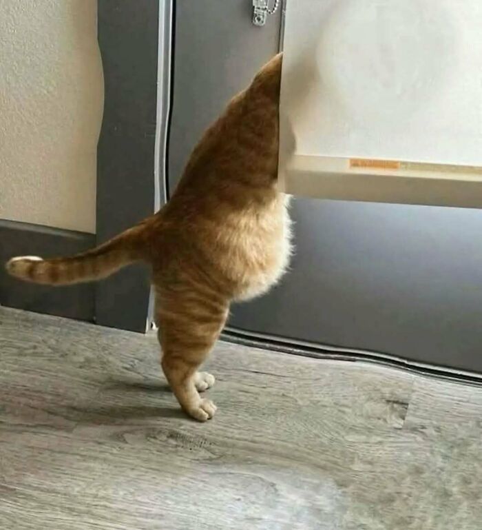 37 fotos que fazem amar gatos e cachorros ao mesmo tempo 23 37 fotos que fazem amar gatos e cachorros ao mesmo tempo 23