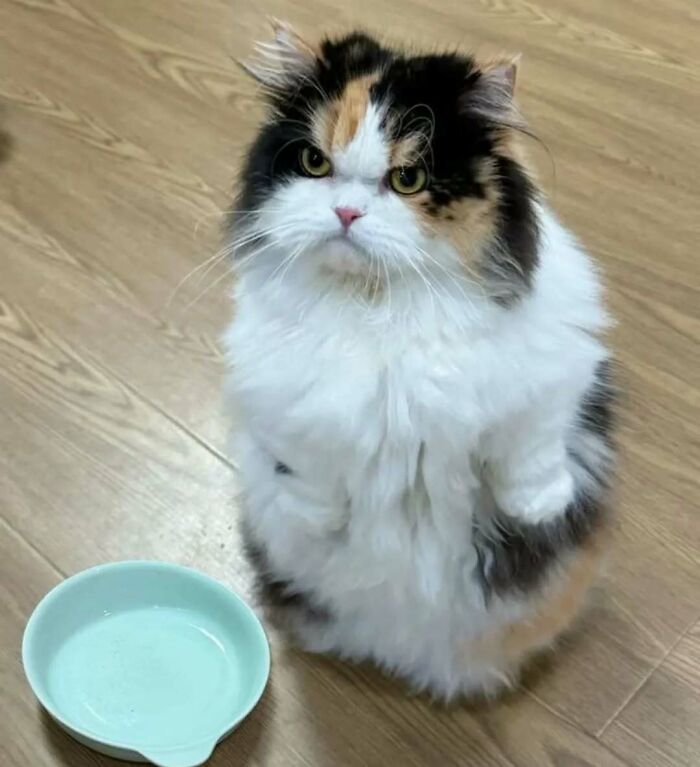 37 fotos que fazem amar gatos e cachorros ao mesmo tempo 24 37 fotos que fazem amar gatos e cachorros ao mesmo tempo 24