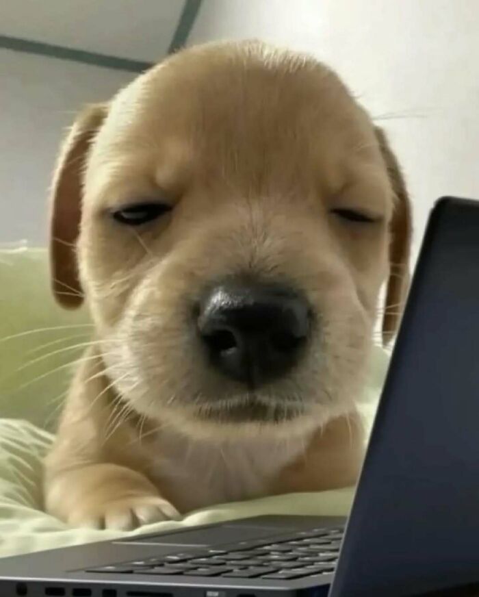 37 fotos que fazem amar gatos e cachorros ao mesmo tempo 25 37 fotos que fazem amar gatos e cachorros ao mesmo tempo 25