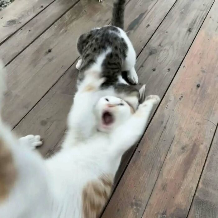37 fotos que fazem amar gatos e cachorros ao mesmo tempo 27 37 fotos que fazem amar gatos e cachorros ao mesmo tempo 27