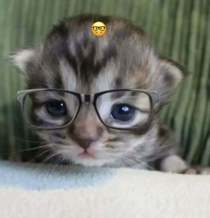 37 fotos que fazem amar gatos e cachorros ao mesmo tempo 32 37 fotos que fazem amar gatos e cachorros ao mesmo tempo 32