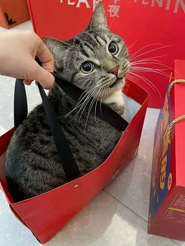 37 fotos que fazem amar gatos e cachorros ao mesmo tempo 35 37 fotos que fazem amar gatos e cachorros ao mesmo tempo 35