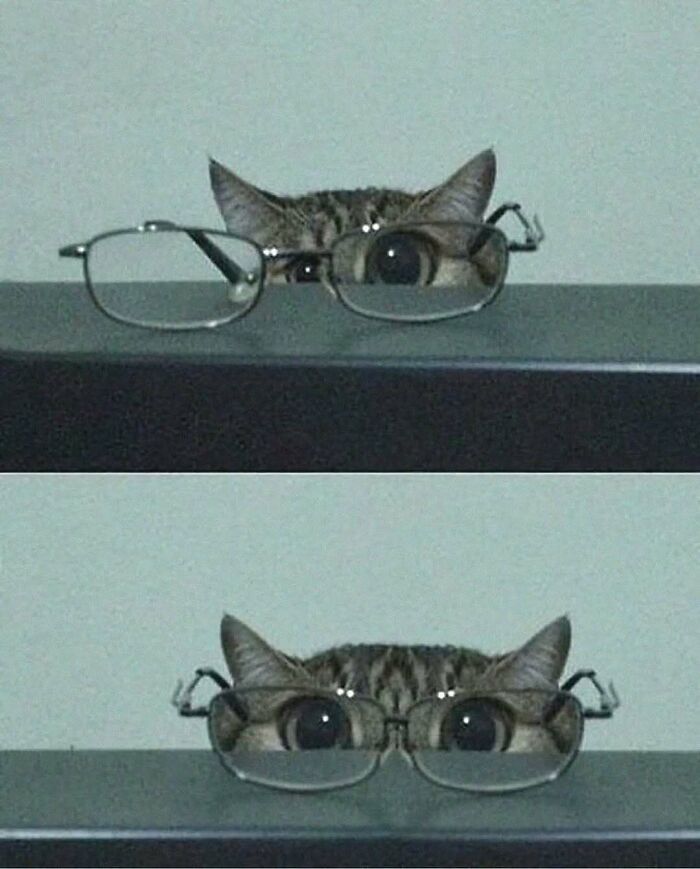 37 fotos que fazem amar gatos e cachorros ao mesmo tempo 36 37 fotos que fazem amar gatos e cachorros ao mesmo tempo 36