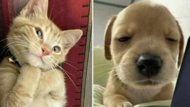 37 fotos que fazem amar gatos e cachorros ao mesmo tempo 22