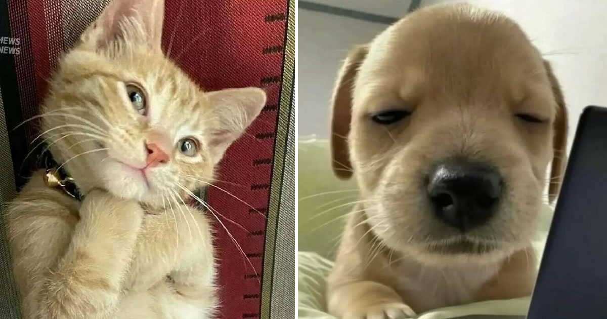 37 fotos que fazem amar gatos e cachorros ao mesmo tempo