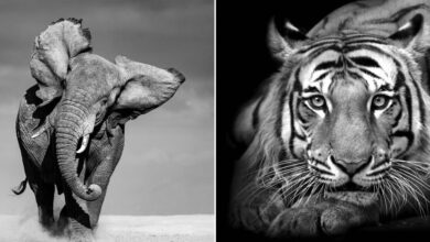 A beleza crua da fotografia de natureza em preto e branco (30 fotos) 31