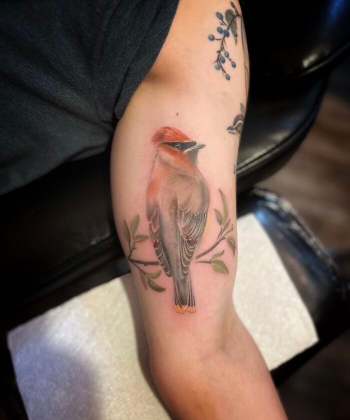 Artista transforma tatuagens de pássaros em verdadeiras ilustrações vivas da natureza (12 fotos) 7 Artista transforma tatuagens de pássaros em verdadeiras ilustrações vivas da natureza (12 fotos) 7