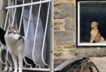 Cães na janela viram fenômeno no Instagram e transformam cenas urbanas em poesia cotidiana (42 fotos) 21