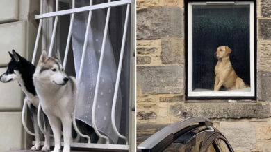 Cães na janela viram fenômeno no Instagram e transformam cenas urbanas em poesia cotidiana (42 fotos) 6