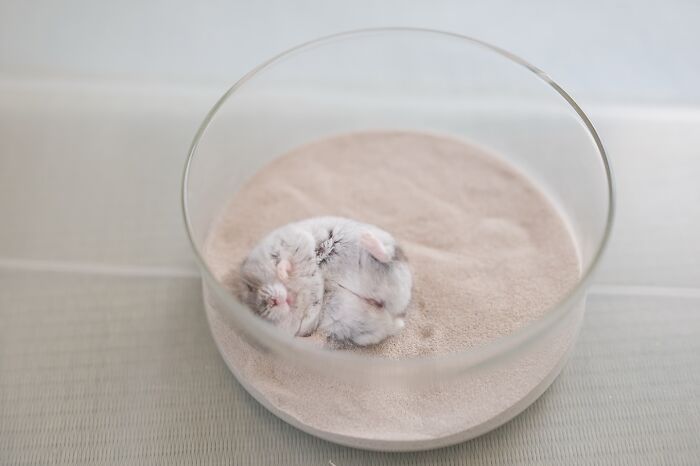 Esses hamsters estão conquistando a internet com pura fofura (33 fotos) 1 Esses hamsters estão conquistando a internet com pura fofura (33 fotos) 1