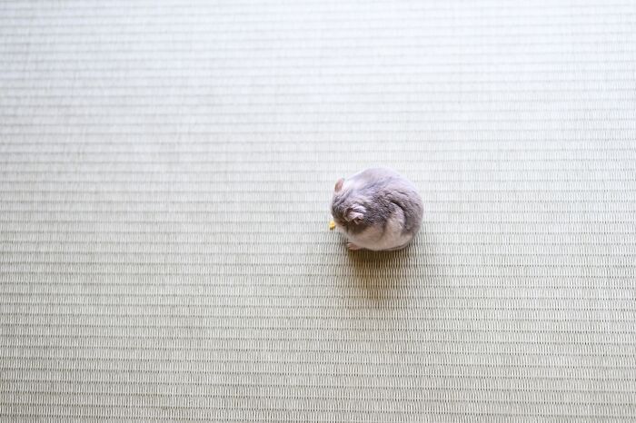 Esses hamsters estão conquistando a internet com pura fofura (33 fotos) 2 Esses hamsters estão conquistando a internet com pura fofura (33 fotos) 2