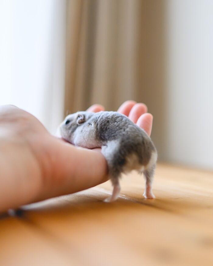Esses hamsters estão conquistando a internet com pura fofura (33 fotos) 4 Esses hamsters estão conquistando a internet com pura fofura (33 fotos) 4