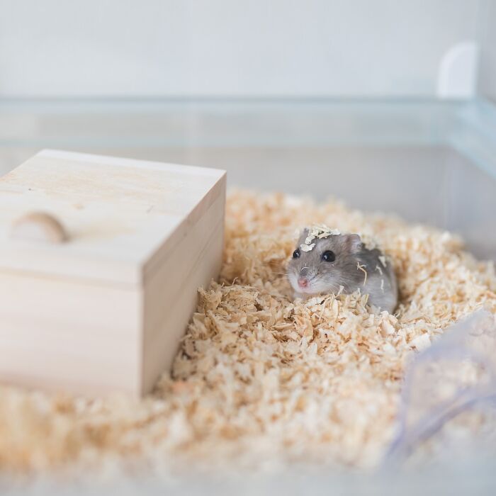 Esses hamsters estão conquistando a internet com pura fofura (33 fotos) 7 Esses hamsters estão conquistando a internet com pura fofura (33 fotos) 7