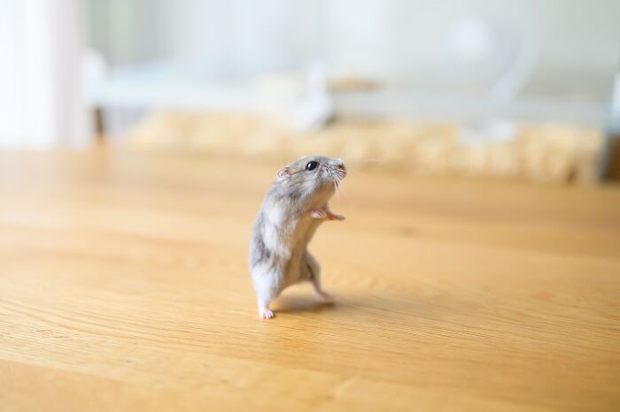 Esses hamsters estão conquistando a internet com pura fofura (33 fotos) 8 Esses hamsters estão conquistando a internet com pura fofura (33 fotos) 8