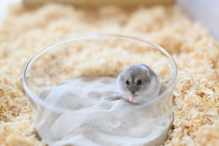 Esses hamsters estão conquistando a internet com pura fofura (33 fotos) 9 Esses hamsters estão conquistando a internet com pura fofura (33 fotos) 9