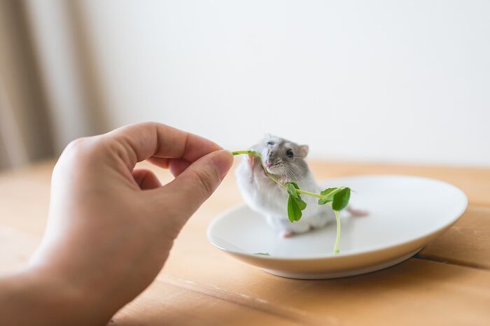 Esses hamsters estão conquistando a internet com pura fofura (33 fotos) 10 Esses hamsters estão conquistando a internet com pura fofura (33 fotos) 10