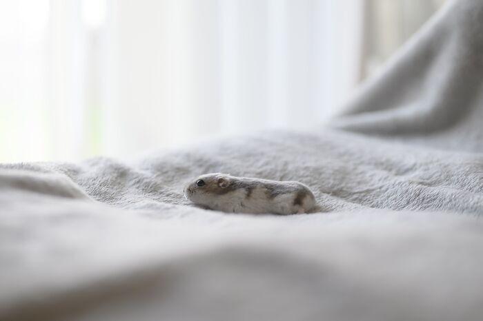 Esses hamsters estão conquistando a internet com pura fofura (33 fotos) 11 Esses hamsters estão conquistando a internet com pura fofura (33 fotos) 11