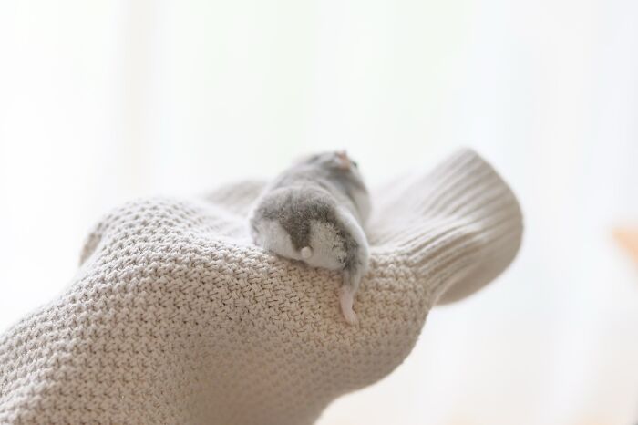 Esses hamsters estão conquistando a internet com pura fofura (33 fotos) 13 Esses hamsters estão conquistando a internet com pura fofura (33 fotos) 13