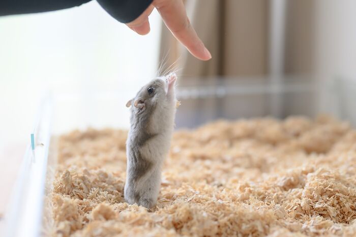 Esses hamsters estão conquistando a internet com pura fofura (33 fotos) 14 Esses hamsters estão conquistando a internet com pura fofura (33 fotos) 14