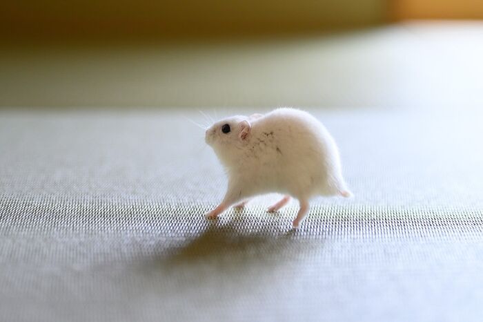 Esses hamsters estão conquistando a internet com pura fofura (33 fotos) 16 Esses hamsters estão conquistando a internet com pura fofura (33 fotos) 16