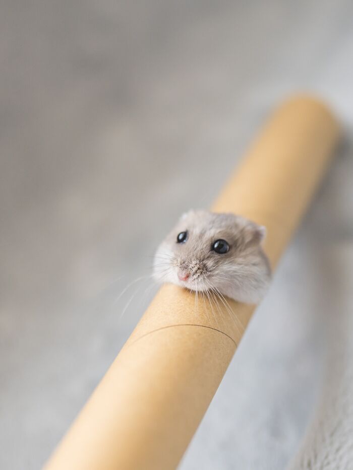 Esses hamsters estão conquistando a internet com pura fofura (33 fotos) 17 Esses hamsters estão conquistando a internet com pura fofura (33 fotos) 17