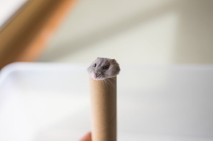 Esses hamsters estão conquistando a internet com pura fofura (33 fotos) 18 Esses hamsters estão conquistando a internet com pura fofura (33 fotos) 18