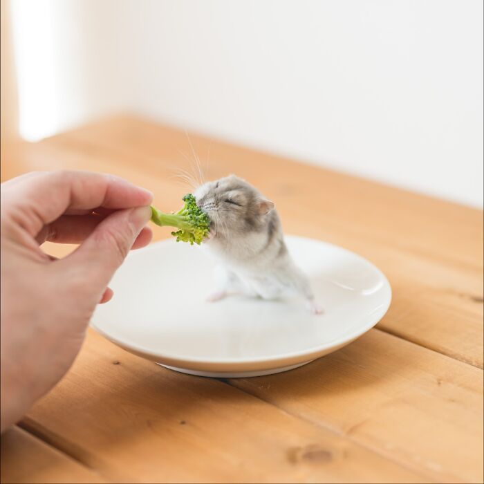 Esses hamsters estão conquistando a internet com pura fofura (33 fotos) 19 Esses hamsters estão conquistando a internet com pura fofura (33 fotos) 19