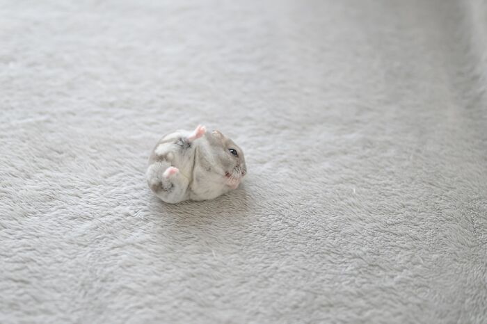 Esses hamsters estão conquistando a internet com pura fofura (33 fotos) 20 Esses hamsters estão conquistando a internet com pura fofura (33 fotos) 20