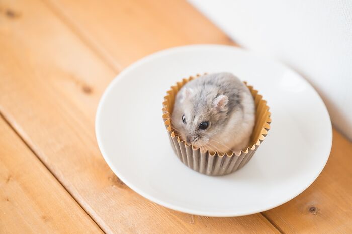 Esses hamsters estão conquistando a internet com pura fofura (33 fotos) 21 Esses hamsters estão conquistando a internet com pura fofura (33 fotos) 21