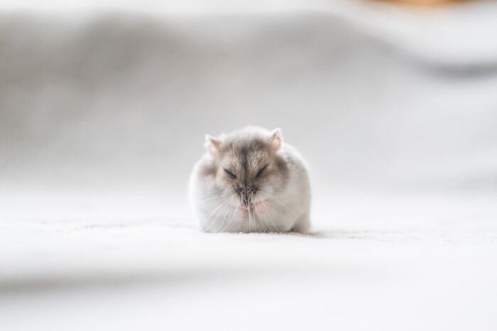 Esses hamsters estão conquistando a internet com pura fofura (33 fotos) 22 Esses hamsters estão conquistando a internet com pura fofura (33 fotos) 22