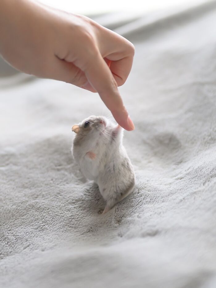 Esses hamsters estão conquistando a internet com pura fofura (33 fotos) 23 Esses hamsters estão conquistando a internet com pura fofura (33 fotos) 23