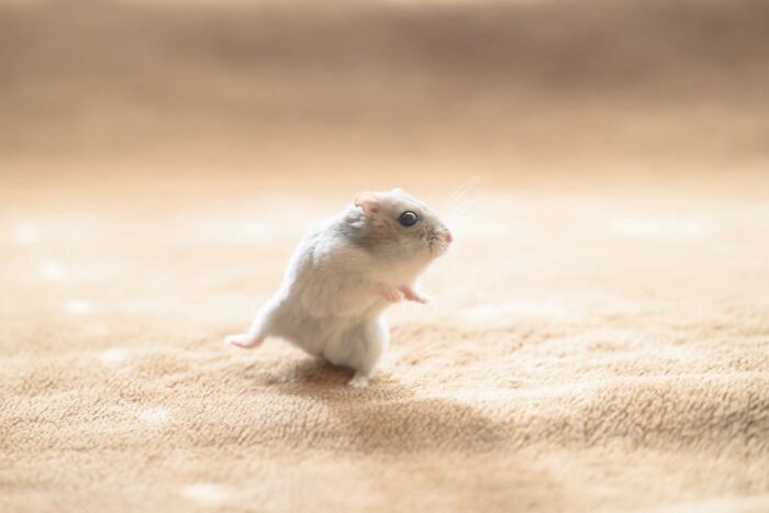 Esses hamsters estão conquistando a internet com pura fofura (33 fotos) 24 Esses hamsters estão conquistando a internet com pura fofura (33 fotos) 24