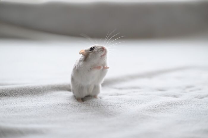 Esses hamsters estão conquistando a internet com pura fofura (33 fotos) 25 Esses hamsters estão conquistando a internet com pura fofura (33 fotos) 25