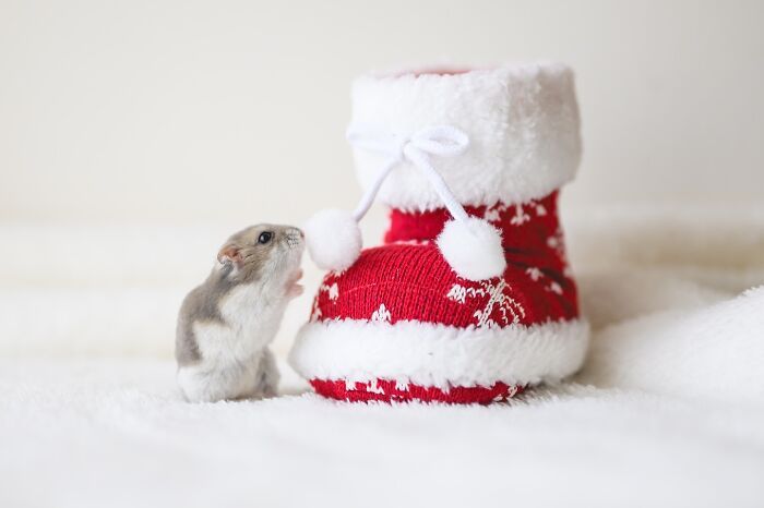 Esses hamsters estão conquistando a internet com pura fofura (33 fotos) 26 Esses hamsters estão conquistando a internet com pura fofura (33 fotos) 26