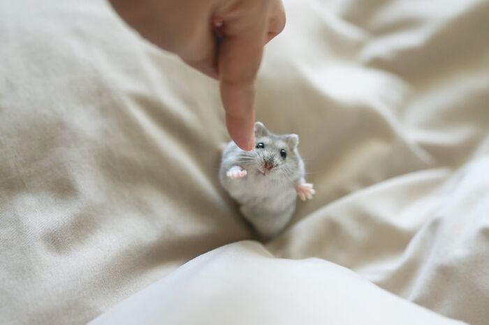 Esses hamsters estão conquistando a internet com pura fofura (33 fotos) 27 Esses hamsters estão conquistando a internet com pura fofura (33 fotos) 27
