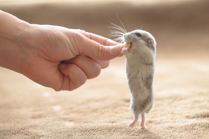 Esses hamsters estão conquistando a internet com pura fofura (33 fotos) 28 Esses hamsters estão conquistando a internet com pura fofura (33 fotos) 28