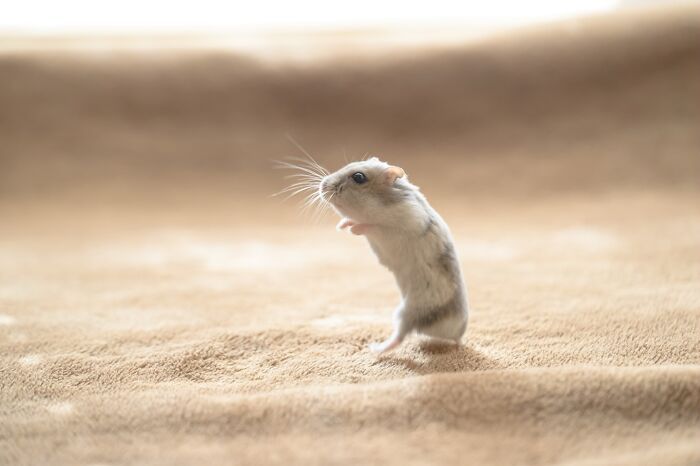 Esses hamsters estão conquistando a internet com pura fofura (33 fotos) 29 Esses hamsters estão conquistando a internet com pura fofura (33 fotos) 29