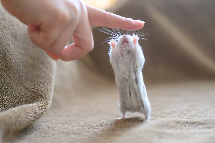 Esses hamsters estão conquistando a internet com pura fofura (33 fotos) 30 Esses hamsters estão conquistando a internet com pura fofura (33 fotos) 30