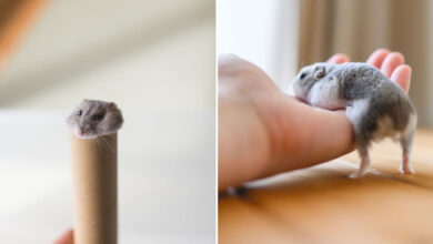 Esses hamsters estão conquistando a internet com pura fofura (33 fotos) 8