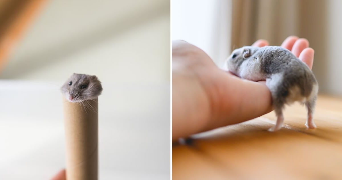 Esses hamsters estão conquistando a internet com pura fofura (33 fotos)