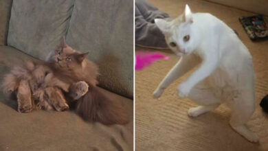 O comportamento misterioso dos gatos que faz a internet rir (32 fotos) 5