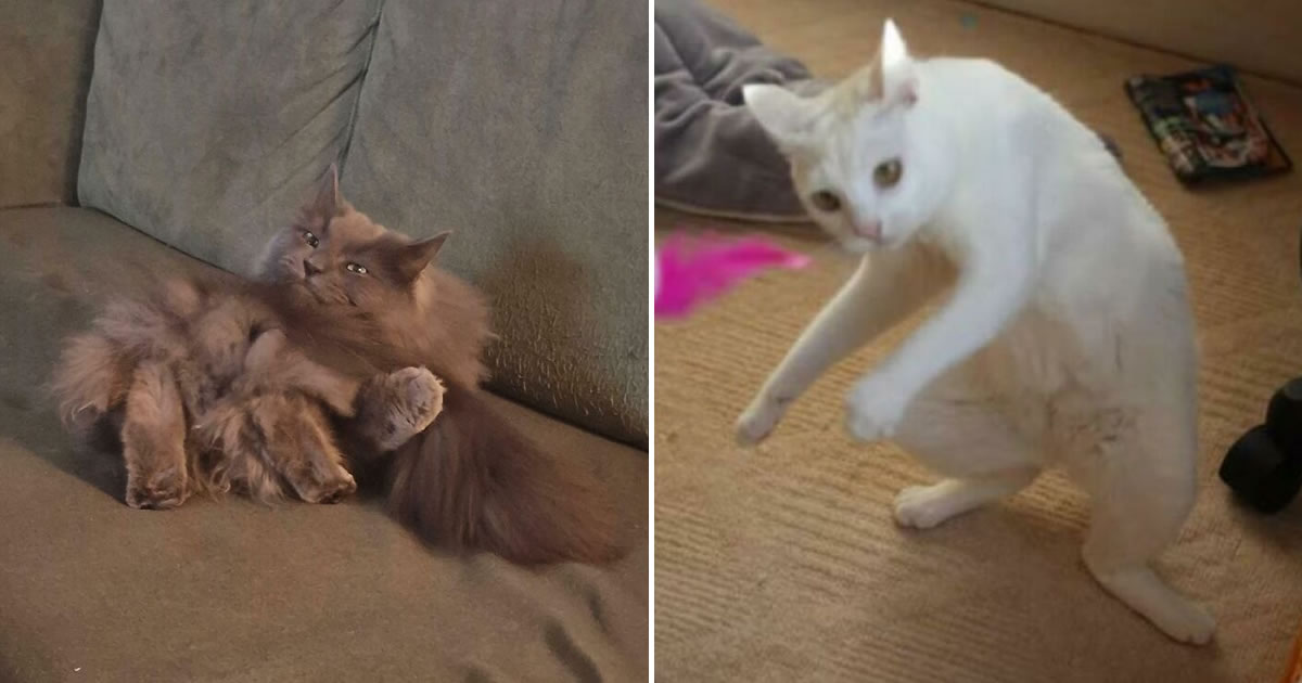 O comportamento misterioso dos gatos que faz a internet rir (32 fotos)