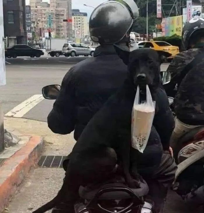 Quando humanos e animais se escolhem: 35 fotos que provam que essa amizade é real 15
