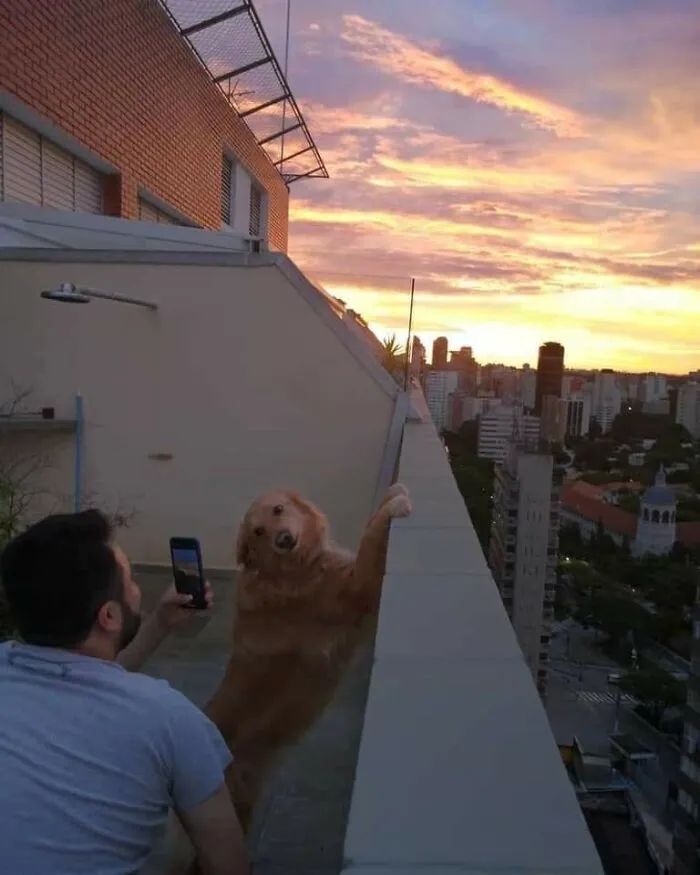 Quando humanos e animais se escolhem: 35 fotos que provam que essa amizade é real 17
