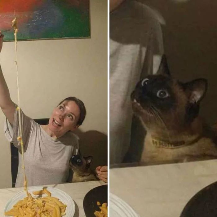 Quando humanos e animais se escolhem: 35 fotos que provam que essa amizade é real 22