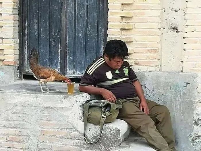 Quando humanos e animais se escolhem: 35 fotos que provam que essa amizade é real 24
