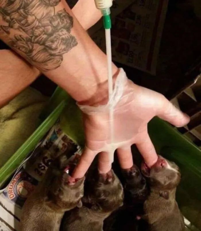 Quando humanos e animais se escolhem: 35 fotos que provam que essa amizade é real 26