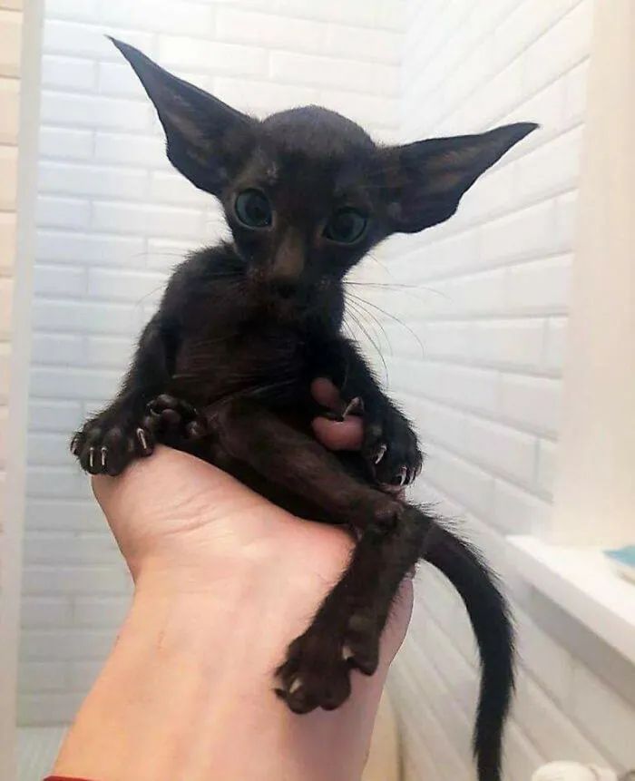 Quando humanos e animais se escolhem: 35 fotos que provam que essa amizade é real 30