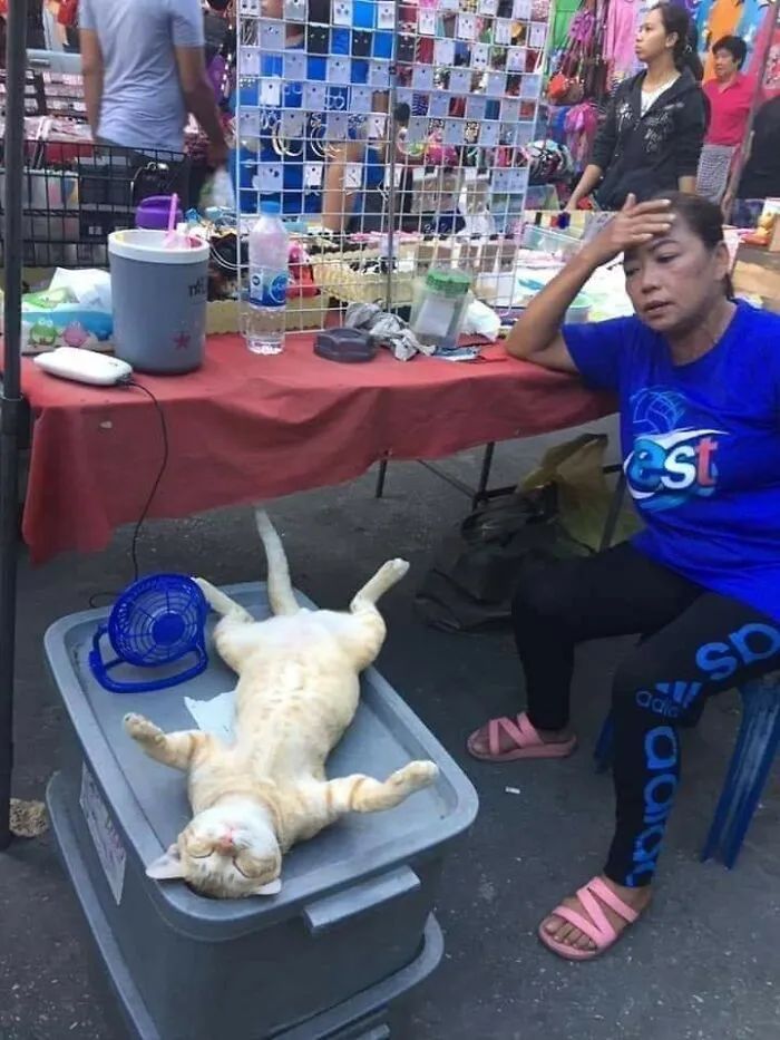 Quando humanos e animais se escolhem: 35 fotos que provam que essa amizade é real 33