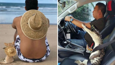 Quando humanos e animais se escolhem: 35 fotos que provam que essa amizade é real 31